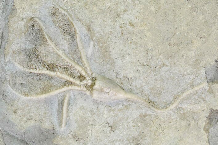 Fossil Crinoid (Dichocrinus) - Gilmore City, Iowa #148675
